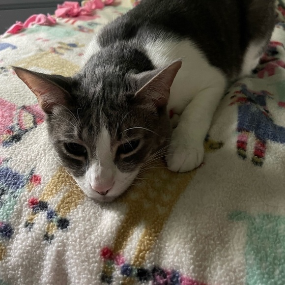 BDG Urban Outfitters Rayne Flannel Plaid Button Down Crop Shirt size Medium - Picture 12 of 14